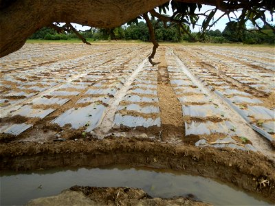 Cucumis melo cantaloupe group fields in the Philippines in Barangay Santa Cruz Pambilog, San Luis, Pampanga  (beside Santa Catalina, from Santa Cruz Poblacion and San Sebastian, San Luis, Pampanga Hal