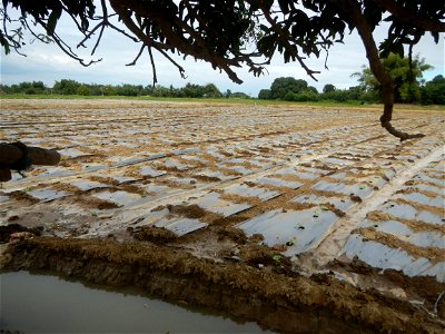 Cucumis melo cantaloupe group fields in the Philippines in Barangay Santa Cruz Pambilog, San Luis, Pampanga  (beside Santa Catalina, from Santa Cruz Poblacion and San Sebastian, San Luis, Pampanga Hal