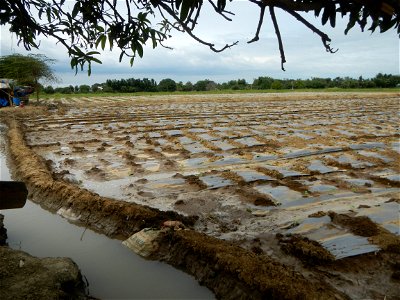 Cucumis melo cantaloupe group fields in the Philippines in Barangay Santa Cruz Pambilog, San Luis, Pampanga  (beside Santa Catalina, from Santa Cruz Poblacion and San Sebastian, San Luis, Pampanga Hal