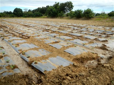 Cucumis melo cantaloupe group fields in the Philippines in Barangay Santa Cruz Pambilog, San Luis, Pampanga  (beside Santa Catalina, from Santa Cruz Poblacion and San Sebastian, San Luis, Pampanga Hal