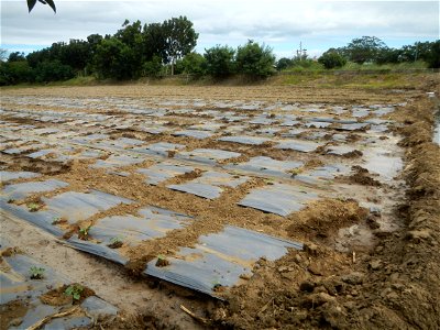 Cucumis melo cantaloupe group fields in the Philippines in Barangay Santa Cruz Pambilog, San Luis, Pampanga  (beside Santa Catalina, from Santa Cruz Poblacion and San Sebastian, San Luis, Pampanga Hal