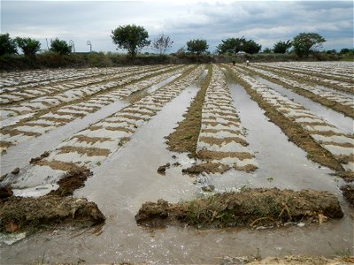 Cucumis melo cantaloupe group fields in the Philippines in Barangay Santa Cruz Pambilog, San Luis, Pampanga  (beside Santa Catalina, from Santa Cruz Poblacion and San Sebastian, San Luis, Pampanga Hal