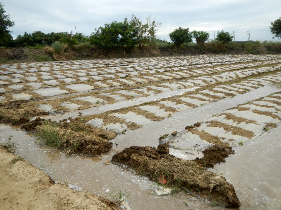 Cucumis melo cantaloupe group fields in the Philippines in Barangay Santa Cruz Pambilog, San Luis, Pampanga  (beside Santa Catalina, from Santa Cruz Poblacion and San Sebastian, San Luis, Pampanga Hal