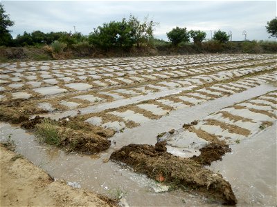 Cucumis melo cantaloupe group fields in the Philippines in Barangay Santa Cruz Pambilog, San Luis, Pampanga  (beside Santa Catalina, from Santa Cruz Poblacion and San Sebastian, San Luis, Pampanga Hal