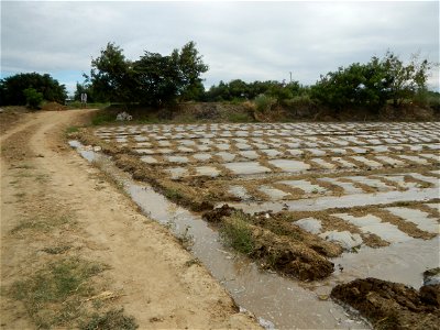 Cucumis melo cantaloupe group fields in the Philippines in Barangay Santa Cruz Pambilog, San Luis, Pampanga  (beside Santa Catalina, from Santa Cruz Poblacion and San Sebastian, San Luis, Pampanga Hal
