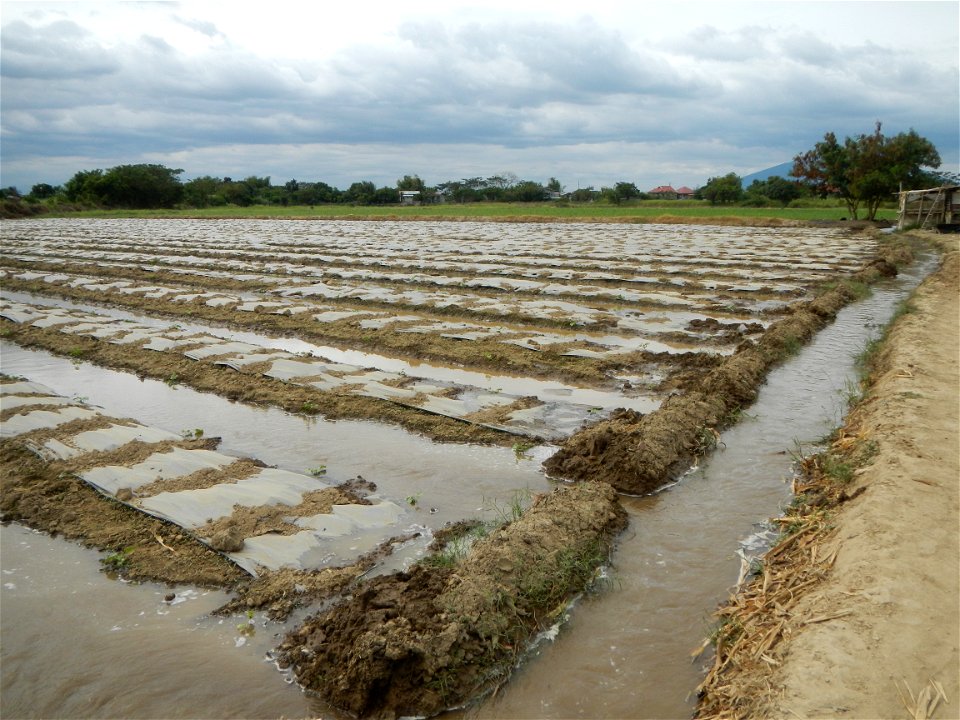 Cucumis melo cantaloupe group fields in the Philippines in Barangay Santa Cruz Pambilog, San Luis, Pampanga  (beside Santa Catalina, from Santa Cruz Poblacion and San Sebastian, San Luis, Pampanga Hal