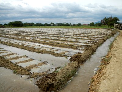 Cucumis melo cantaloupe group fields in the Philippines in Barangay Santa Cruz Pambilog, San Luis, Pampanga  (beside Santa Catalina, from Santa Cruz Poblacion and San Sebastian, San Luis, Pampanga Hal