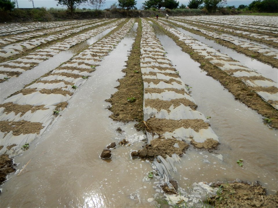 Cucumis melo cantaloupe group fields in the Philippines in Barangay Santa Cruz Pambilog, San Luis, Pampanga  (beside Santa Catalina, from Santa Cruz Poblacion and San Sebastian, San Luis, Pampanga Hal