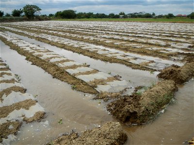 Cucumis melo cantaloupe group fields in the Philippines in Barangay Santa Cruz Pambilog, San Luis, Pampanga  (beside Santa Catalina, from Santa Cruz Poblacion and San Sebastian, San Luis, Pampanga Hal