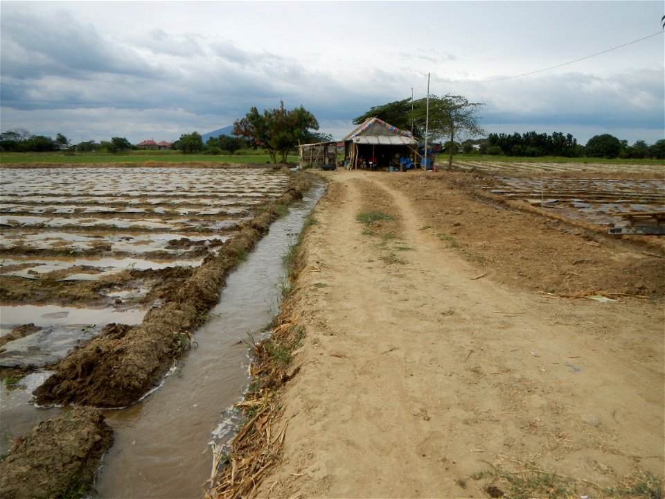 Cucumis melo cantaloupe group fields in the Philippines in Barangay Santa Cruz Pambilog, San Luis, Pampanga  (beside Santa Catalina, from Santa Cruz Poblacion and San Sebastian, San Luis, Pampanga Hal