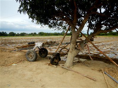 Cucumis melo cantaloupe group fields in the Philippines in Barangay Santa Cruz Pambilog, San Luis, Pampanga  (beside Santa Catalina, from Santa Cruz Poblacion and San Sebastian, San Luis, Pampanga Hal