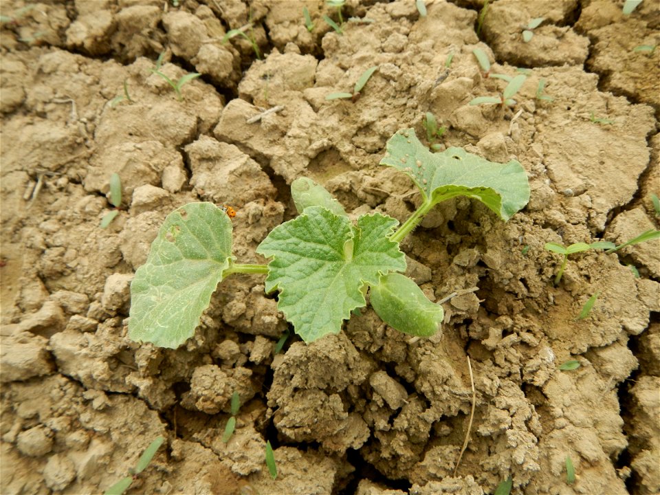 Cucumis melo cantaloupe group fields in the Philippines in Barangay Santa Cruz Pambilog, San Luis, Pampanga  (beside Santa Catalina, from Santa Cruz Poblacion and San Sebastian, San Luis, Pampanga Hal