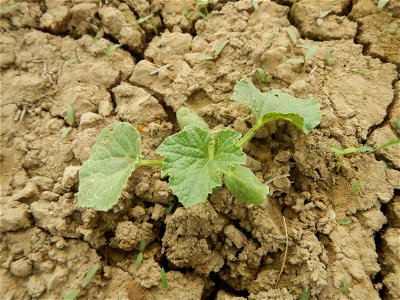 Cucumis melo cantaloupe group fields in the Philippines in Barangay Santa Cruz Pambilog, San Luis, Pampanga  (beside Santa Catalina, from Santa Cruz Poblacion and San Sebastian, San Luis, Pampanga Hal