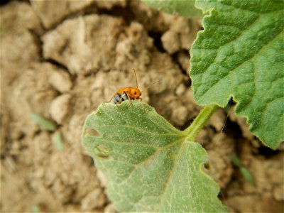 Cucumis melo cantaloupe group fields in the Philippines in Barangay Santa Cruz Pambilog, San Luis, Pampanga  (beside Santa Catalina, from Santa Cruz Poblacion and San Sebastian, San Luis, Pampanga Hal