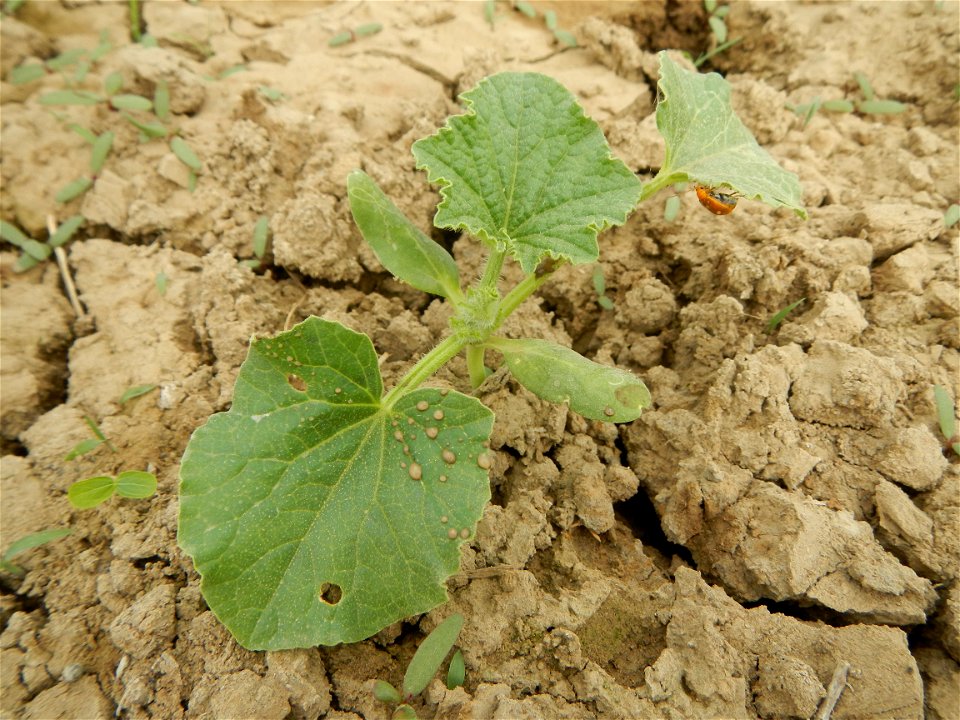 Cucumis melo cantaloupe group fields in the Philippines in Barangay Santa Cruz Pambilog, San Luis, Pampanga  (beside Santa Catalina, from Santa Cruz Poblacion and San Sebastian, San Luis, Pampanga Hal