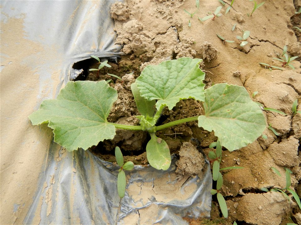 Paddy fields, Insects of the Philippines feeding upon Sweet Melons (or Honeydew cultivar group of the muskmelon, Cucumis melo Inodorus group, which includes crenshaw, casaba, Persian, winter, and othe