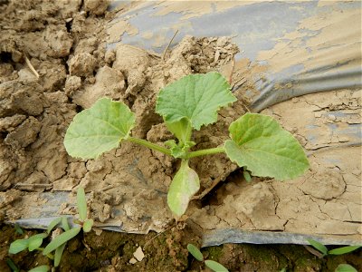 Paddy fields, Insects of the Philippines feeding upon Sweet Melons (or Honeydew cultivar group of the muskmelon, Cucumis melo Inodorus group, which includes crenshaw, casaba, Persian, winter, and othe
