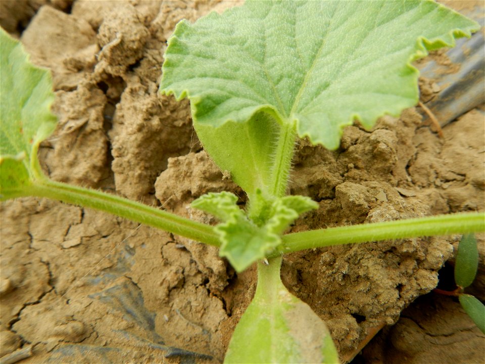 Paddy fields, Insects of the Philippines feeding upon Sweet Melons (or Honeydew cultivar group of the muskmelon, Cucumis melo Inodorus group, which includes crenshaw, casaba, Persian, winter, and othe