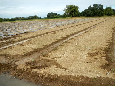 Paddy fields, Insects of the Philippines feeding upon Sweet Melons (or Honeydew cultivar group of the muskmelon, Cucumis melo Inodorus group, which includes crenshaw, casaba, Persian, winter, and othe