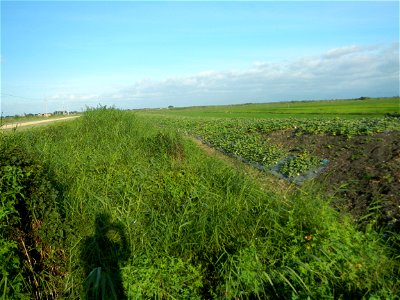 Melon Sweet Flavor plantations in Candaba, Pampanga Cucumis melo cantaloupe group fields in the Philippines Known-You Seed Co., LTD. Known-You Seed Co., LTD., Zhuliao Road, Dashu District, Kaohsiung C