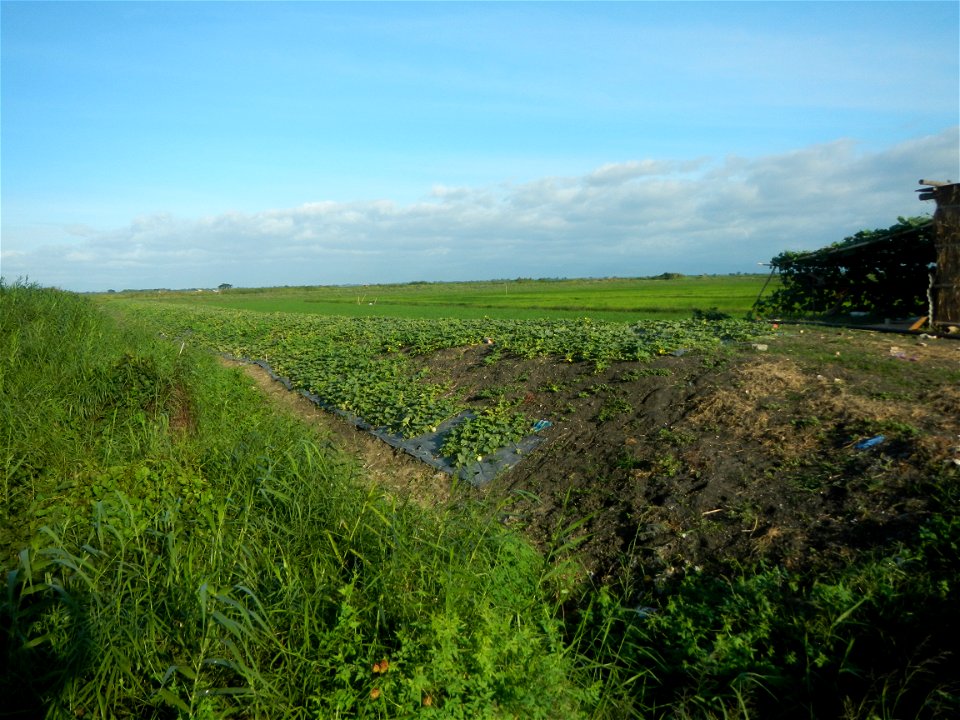 Melon Sweet Flavor plantations in Candaba, Pampanga Cucumis melo cantaloupe group fields in the Philippines Known-You Seed Co., LTD. Known-You Seed Co., LTD., Zhuliao Road, Dashu District, Kaohsiung C