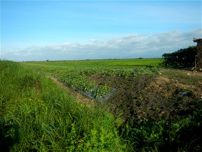 Melon Sweet Flavor plantations in Candaba, Pampanga Cucumis melo cantaloupe group fields in the Philippines Known-You Seed Co., LTD. Known-You Seed Co., LTD., Zhuliao Road, Dashu District, Kaohsiung C