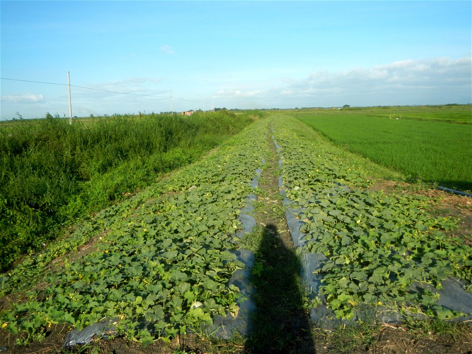 Melon Sweet Flavor plantations in Candaba, Pampanga Cucumis melo cantaloupe group fields in the Philippines Known-You Seed Co., LTD. Known-You Seed Co., LTD., Zhuliao Road, Dashu District, Kaohsiung C