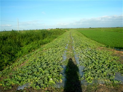 Melon Sweet Flavor plantations in Candaba, Pampanga Cucumis melo cantaloupe group fields in the Philippines Known-You Seed Co., LTD. Known-You Seed Co., LTD., Zhuliao Road, Dashu District, Kaohsiung C