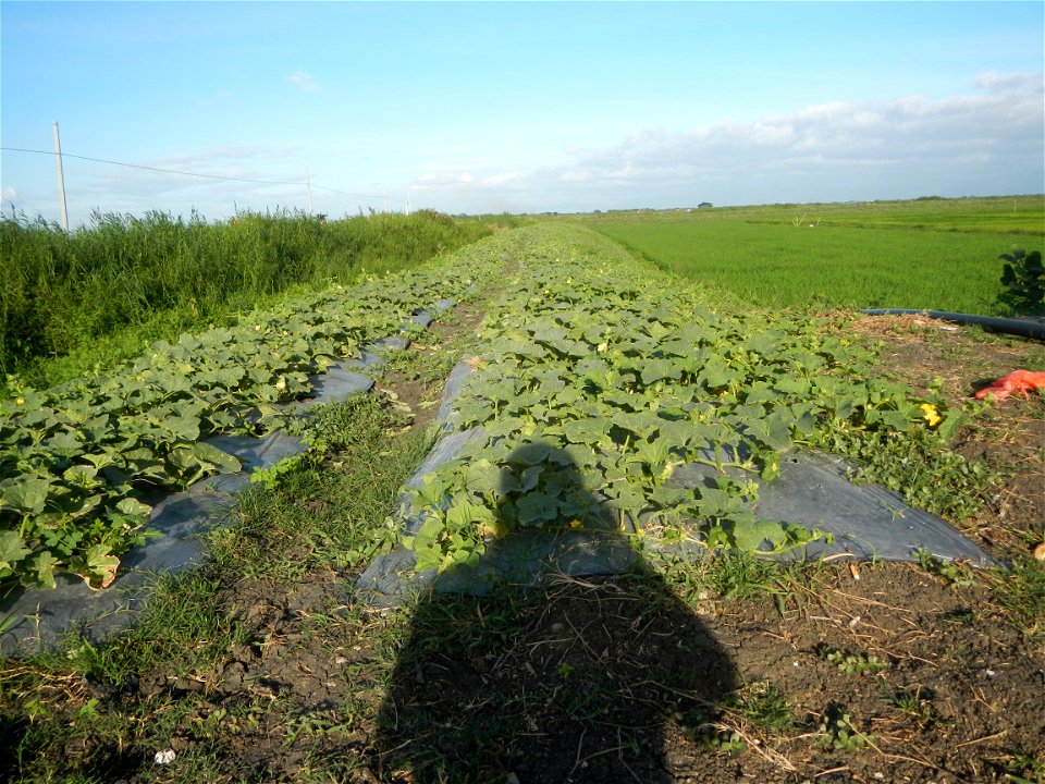 Melon Sweet Flavor plantations in Candaba, Pampanga Cucumis melo cantaloupe group fields in the Philippines Known-You Seed Co., LTD. Known-You Seed Co., LTD., Zhuliao Road, Dashu District, Kaohsiung C