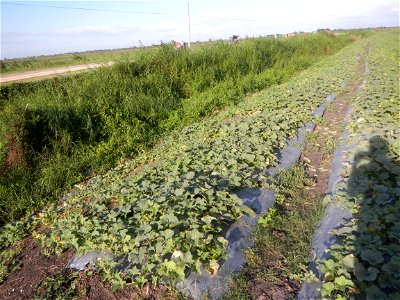 Melon Sweet Flavor plantations in Candaba, Pampanga Cucumis melo cantaloupe group fields in the Philippines Known-You Seed Co., LTD. Known-You Seed Co., LTD., Zhuliao Road, Dashu District, Kaohsiung C