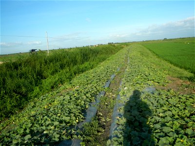 Melon Sweet Flavor plantations in Candaba, Pampanga Cucumis melo cantaloupe group fields in the Philippines Known-You Seed Co., LTD. Known-You Seed Co., LTD., Zhuliao Road, Dashu District, Kaohsiung C