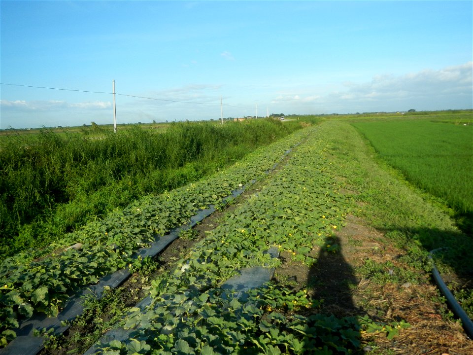 Melon Sweet Flavor plantations in Candaba, Pampanga Cucumis melo cantaloupe group fields in the Philippines Known-You Seed Co., LTD. Known-You Seed Co., LTD., Zhuliao Road, Dashu District, Kaohsiung C