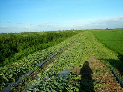Melon Sweet Flavor plantations in Candaba, Pampanga Cucumis melo cantaloupe group fields in the Philippines Known-You Seed Co., LTD. Known-You Seed Co., LTD., Zhuliao Road, Dashu District, Kaohsiung C