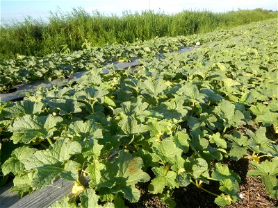 Melon Sweet Flavor plantations in Candaba, Pampanga Cucumis melo cantaloupe group fields in the Philippines Known-You Seed Co., LTD. Known-You Seed Co., LTD., Zhuliao Road, Dashu District, Kaohsiung C