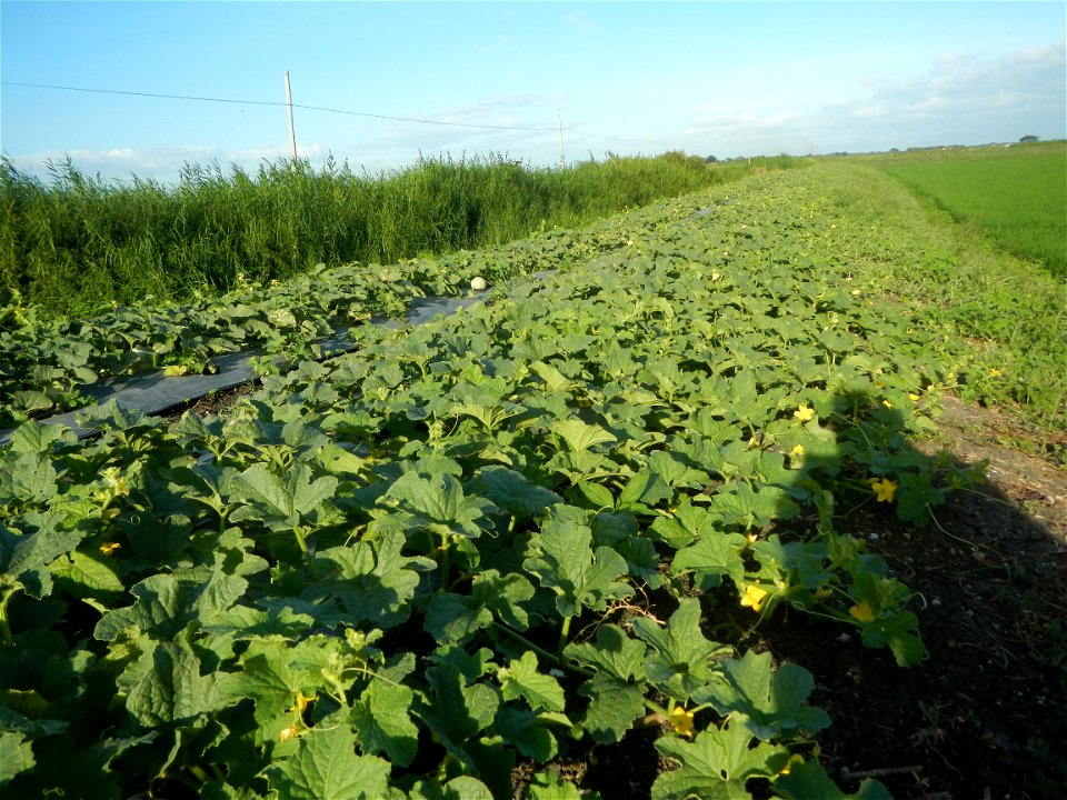 Melon Sweet Flavor plantations in Candaba, Pampanga Cucumis melo cantaloupe group fields in the Philippines Known-You Seed Co., LTD. Known-You Seed Co., LTD., Zhuliao Road, Dashu District, Kaohsiung C