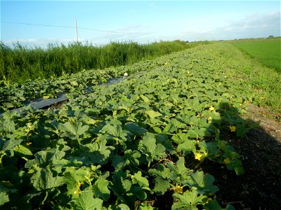 Melon Sweet Flavor plantations in Candaba, Pampanga Cucumis melo cantaloupe group fields in the Philippines Known-You Seed Co., LTD. Known-You Seed Co., LTD., Zhuliao Road, Dashu District, Kaohsiung C
