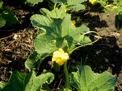 Melon Sweet Flavor plantations in Candaba, Pampanga Cucumis melo cantaloupe group fields in the Philippines Known-You Seed Co., LTD. Known-You Seed Co., LTD., Zhuliao Road, Dashu District, Kaohsiung C