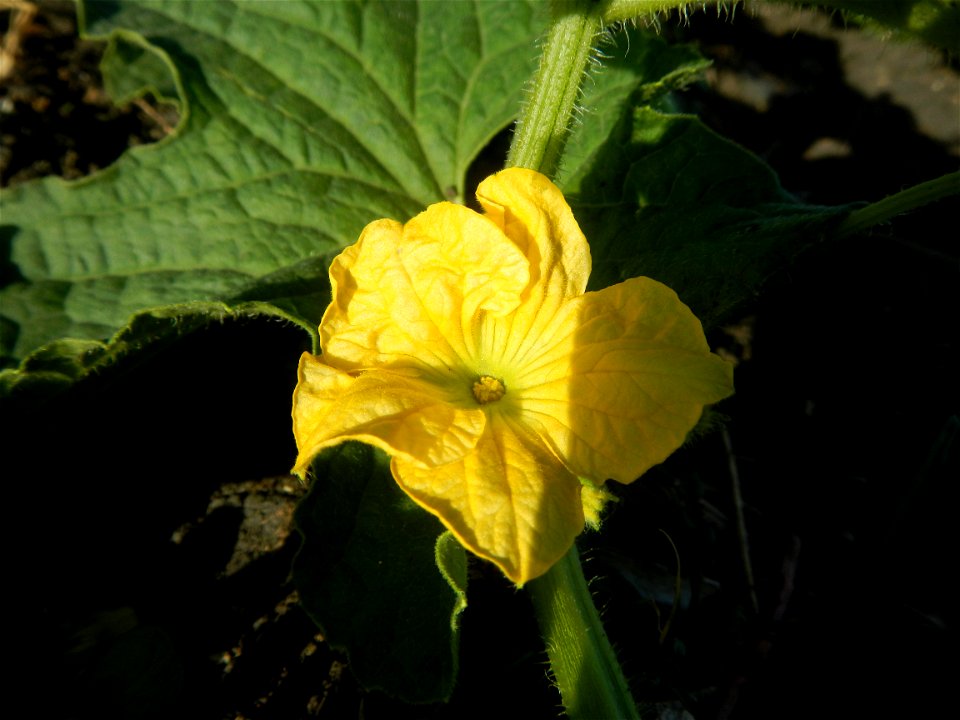 Melon Sweet Flavor plantations in Candaba, Pampanga Cucumis melo cantaloupe group fields in the Philippines Known-You Seed Co., LTD. Known-You Seed Co., LTD., Zhuliao Road, Dashu District, Kaohsiung C