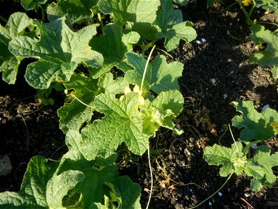 Melon Sweet Flavor plantations in Candaba, Pampanga Cucumis melo cantaloupe group fields in the Philippines Known-You Seed Co., LTD. Known-You Seed Co., LTD., Zhuliao Road, Dashu District, Kaohsiung C