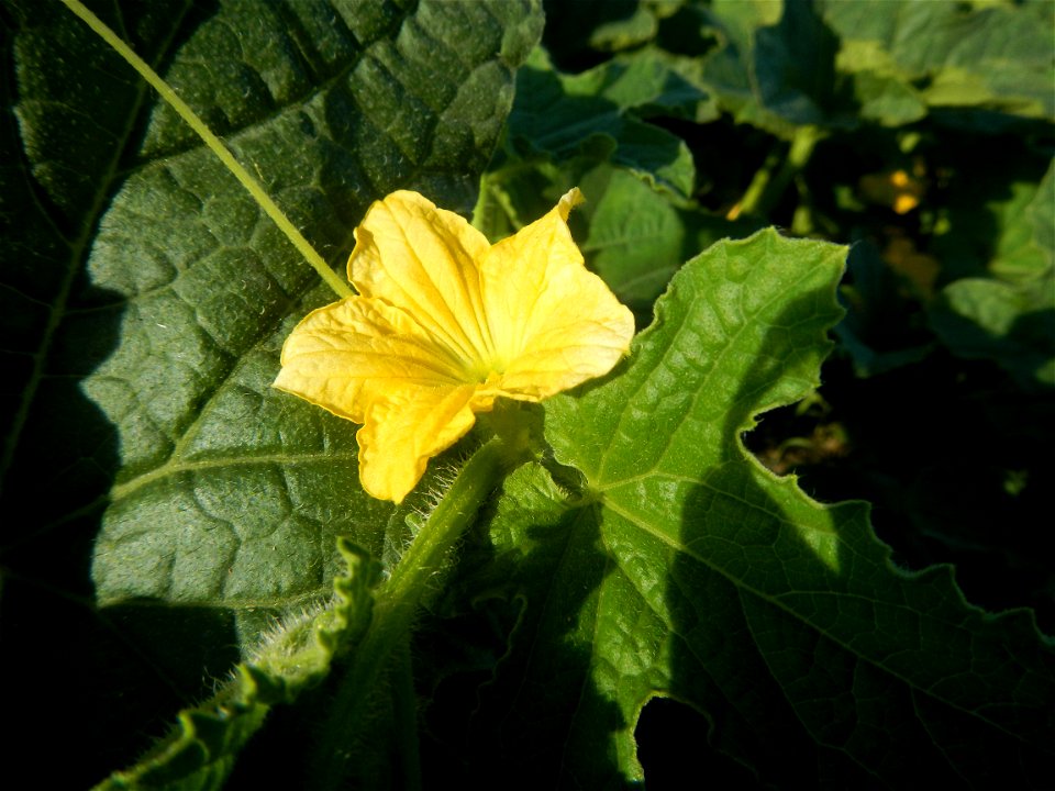 Melon Sweet Flavor plantations in Candaba, Pampanga Cucumis melo cantaloupe group fields in the Philippines Known-You Seed Co., LTD. Known-You Seed Co., LTD., Zhuliao Road, Dashu District, Kaohsiung C