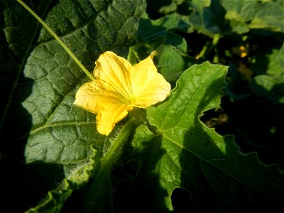 Melon Sweet Flavor plantations in Candaba, Pampanga Cucumis melo cantaloupe group fields in the Philippines Known-You Seed Co., LTD. Known-You Seed Co., LTD., Zhuliao Road, Dashu District, Kaohsiung C