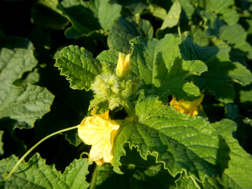 Melon Sweet Flavor plantations in Candaba, Pampanga Cucumis melo cantaloupe group fields in the Philippines Known-You Seed Co., LTD. Known-You Seed Co., LTD., Zhuliao Road, Dashu District, Kaohsiung C