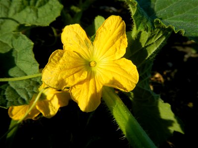 Melon Sweet Flavor plantations in Candaba, Pampanga Cucumis melo cantaloupe group fields in the Philippines Known-You Seed Co., LTD. Known-You Seed Co., LTD., Zhuliao Road, Dashu District, Kaohsiung C