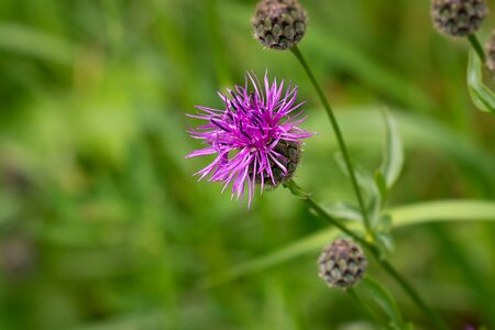 Pointed flower wild flower purple pointed flower photo