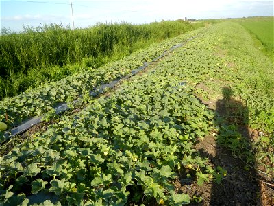 Melon Sweet Flavor plantations in Candaba, Pampanga Cucumis melo cantaloupe group fields in the Philippines Known-You Seed Co., LTD. Known-You Seed Co., LTD., Zhuliao Road, Dashu District, Kaohsiung C
