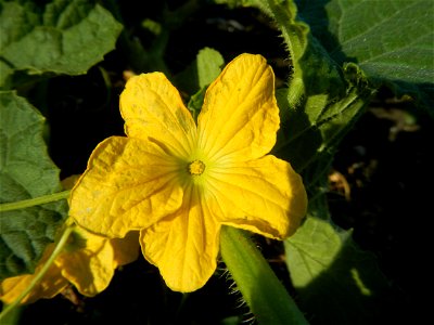 Melon Sweet Flavor plantations in Candaba, Pampanga Cucumis melo cantaloupe group fields in the Philippines Known-You Seed Co., LTD. Known-You Seed Co., LTD., Zhuliao Road, Dashu District, Kaohsiung C