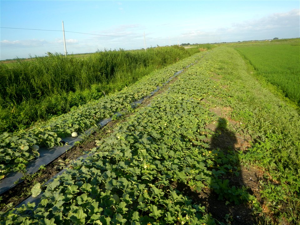 Melon Sweet Flavor plantations in Candaba, Pampanga Cucumis melo cantaloupe group fields in the Philippines Known-You Seed Co., LTD. Known-You Seed Co., LTD., Zhuliao Road, Dashu District, Kaohsiung C