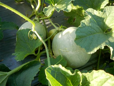 Melon Sweet Flavor plantations in Candaba, Pampanga Cucumis melo cantaloupe group fields in the Philippines Known-You Seed Co., LTD. Known-You Seed Co., LTD., Zhuliao Road, Dashu District, Kaohsiung C