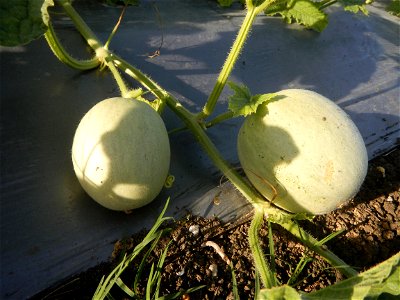 Melon Sweet Flavor plantations in Candaba, Pampanga Cucumis melo cantaloupe group fields in the Philippines Known-You Seed Co., LTD. Known-You Seed Co., LTD., Zhuliao Road, Dashu District, Kaohsiung C