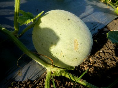 Melon Sweet Flavor plantations in Candaba, Pampanga Cucumis melo cantaloupe group fields in the Philippines Known-You Seed Co., LTD. Known-You Seed Co., LTD., Zhuliao Road, Dashu District, Kaohsiung C